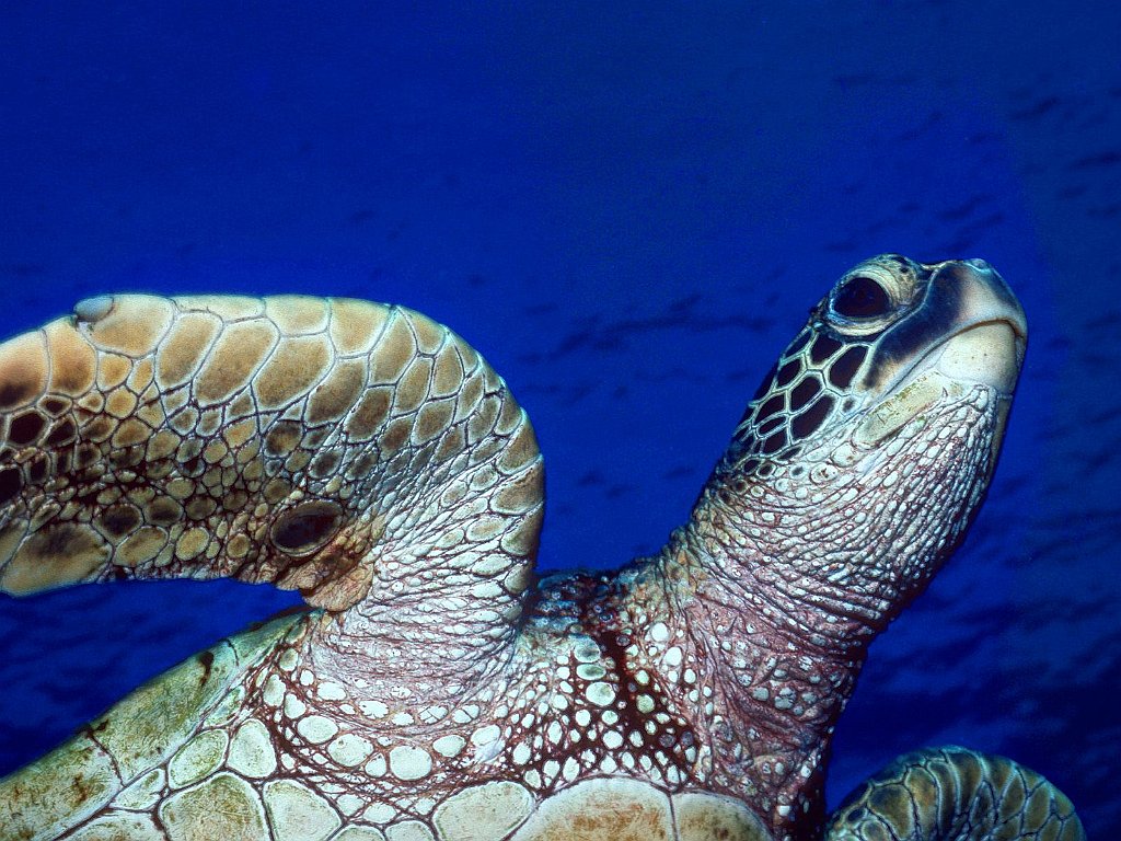 Shell Games, Kona, Hawaii